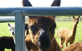 Alpaca Glamping